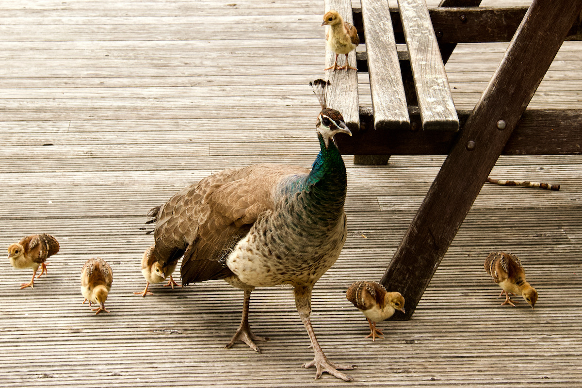 Peahens and Chicks on Brownsea Island in Dorset
