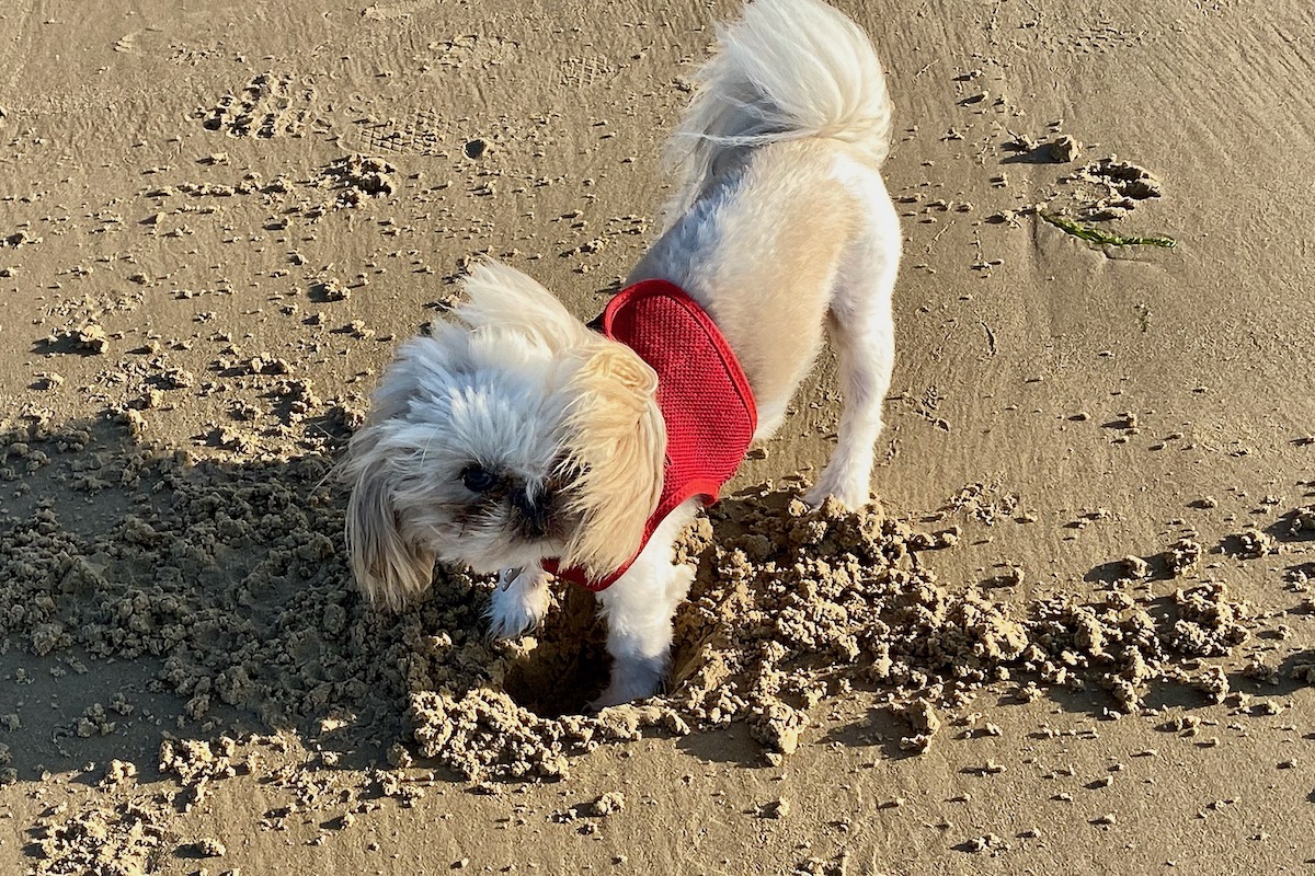 Pearl Digging up Sandbanks Beach