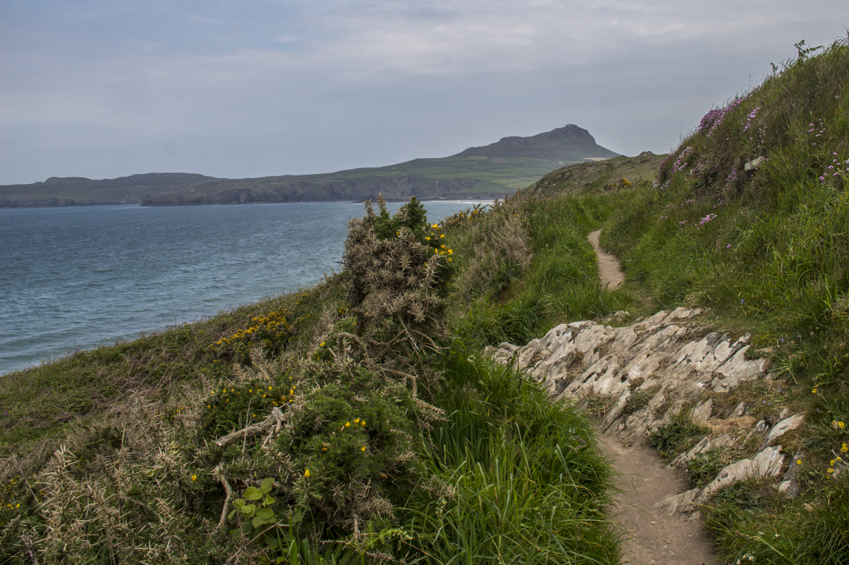 Pembrokeshire Coast Path on St David's Peninsula in Pembrokeshire, Wales   9127