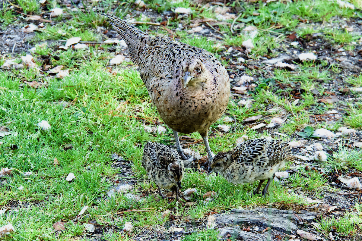 Pheasant with Two Chicks on Brownsea Island in Poole Harbour, Dorset
