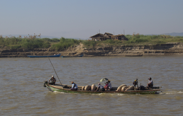 Pigs heading for market down the Ayeyarwaddy River near Mandalay Myanmar