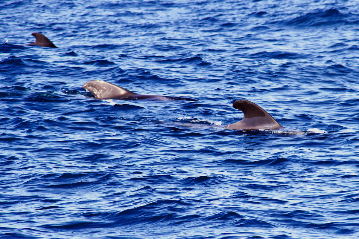 Pilot Whales Feeding off the Coast of Tenerife