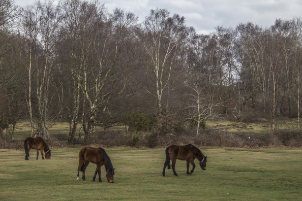 Ponies grazing in Lyndhurst in the New Forest, England