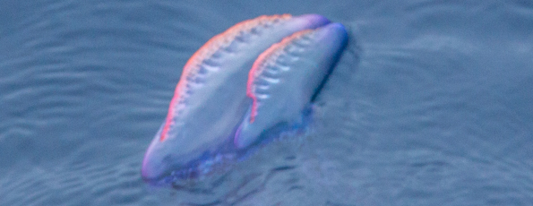 Portuguese man of war in the Atlantic Ocean off Faial Island in the Azores