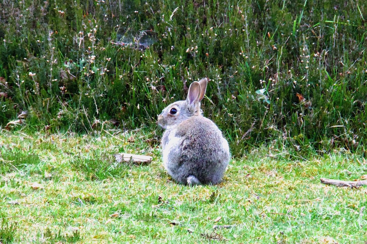 Rabbit on Brownsea Island in Dorset