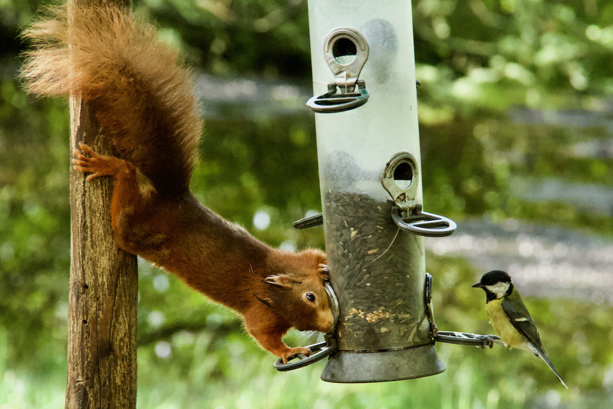 Red Squireel at the Feeder on Brownsea Island in Dorset