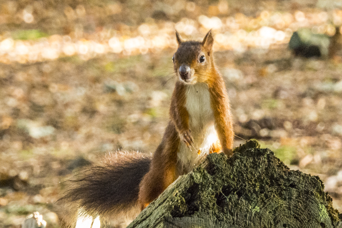 Red Squirrel on Brownsea Island in Dorset 100228