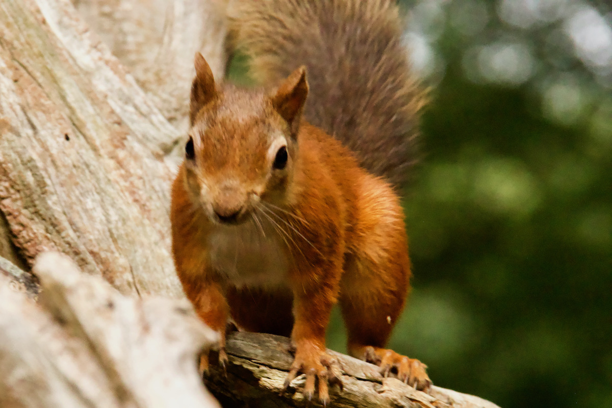 Red Squirrel on Brownsea Island in Dorset