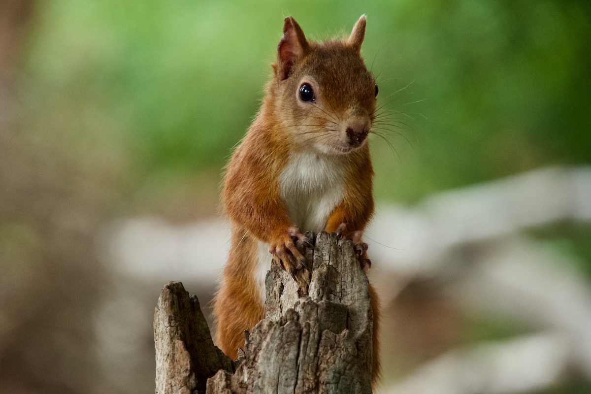 Red Squirrel on Brownsea Island in Dorset