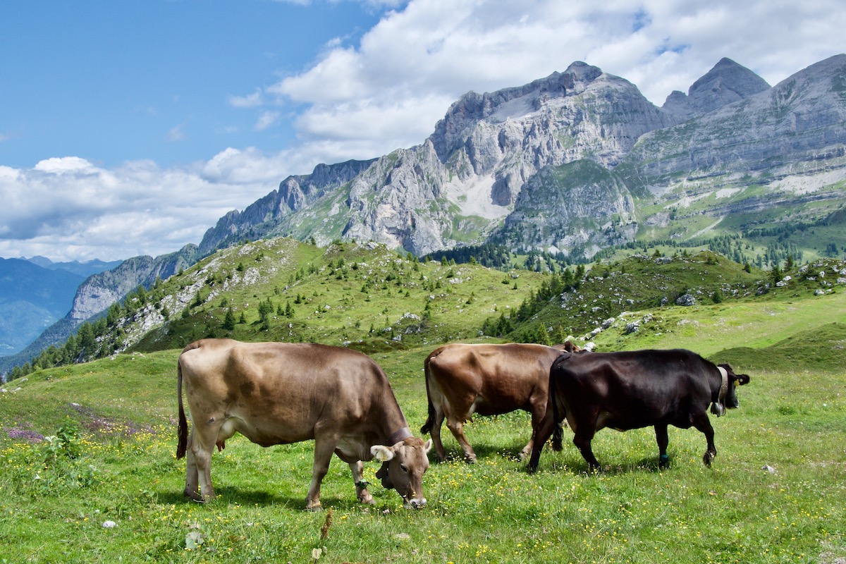 Rendena Cows Grazing on Spinale in Madonna di Campiglio, Italy