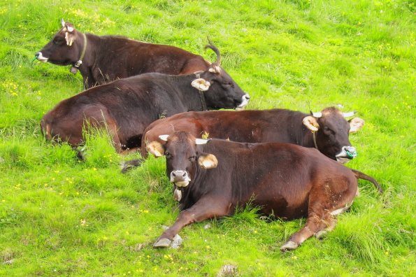 Rendena cows
