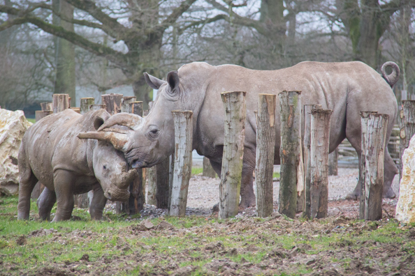 White rhinos at Marwell Zoo in Hampshire