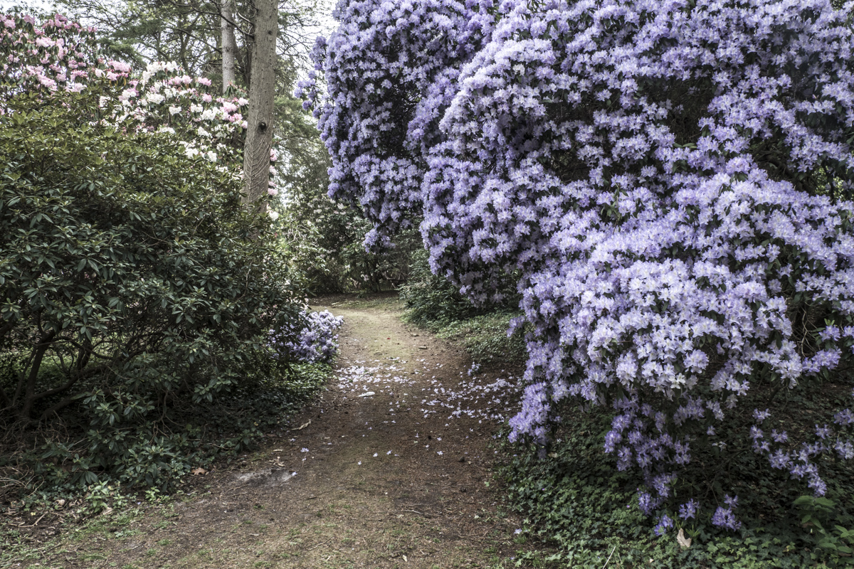 Rhododendrons at Hilliers Gardens in the Test Valley in Hampshire   5033275