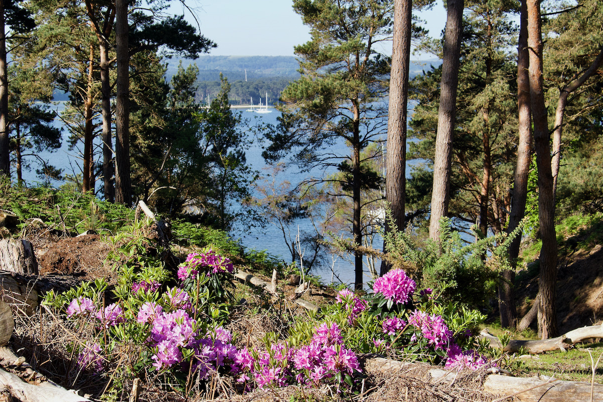 Rhododendrons in Bloom on Brownsea Island  in Dorset