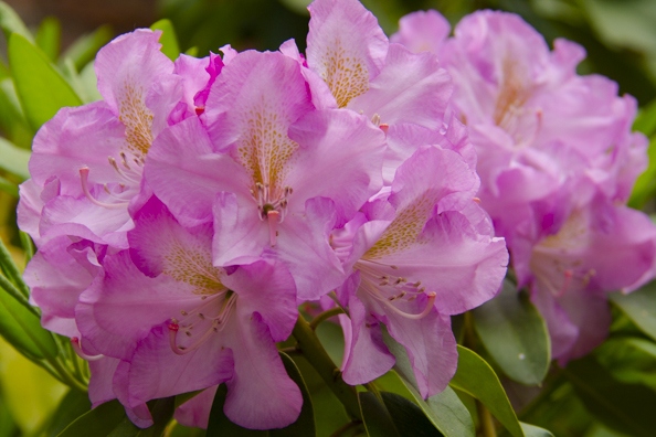 Rhododendrons in the Orto Botanico Comunale di Lucca in Tuscany