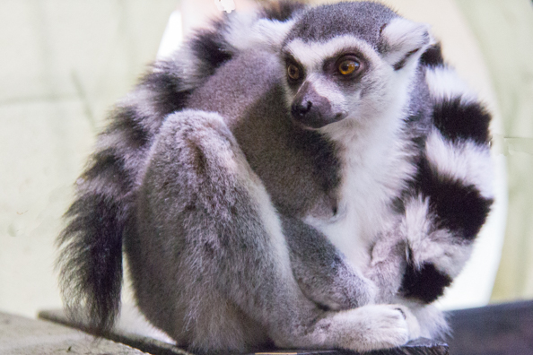 Ring-tailed lemur in Marwell Zoo in Hampshire