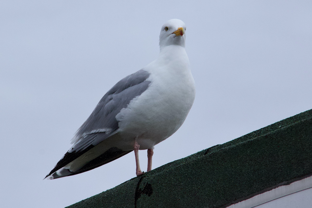 Roof Hopping Seagull