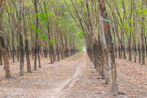 Rubber plantation near the Cu Chi tunnels in Vietnam