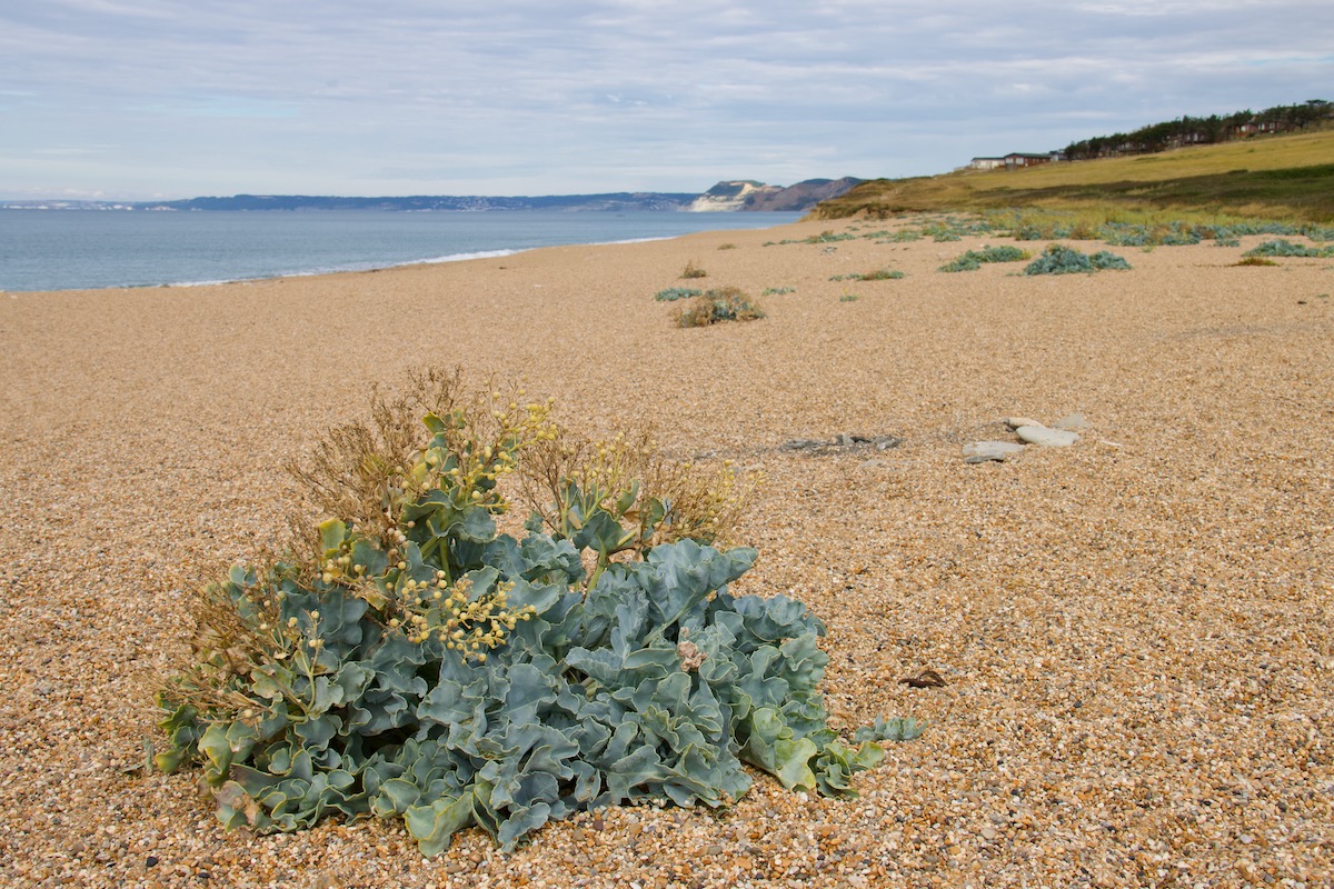 Sea Kale on Cogden Beach in Dorset