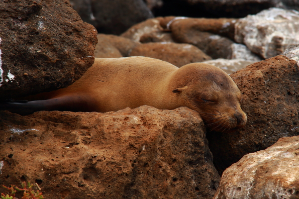 Sea lion asleep but ready to spring into action in the Galapagos Islands