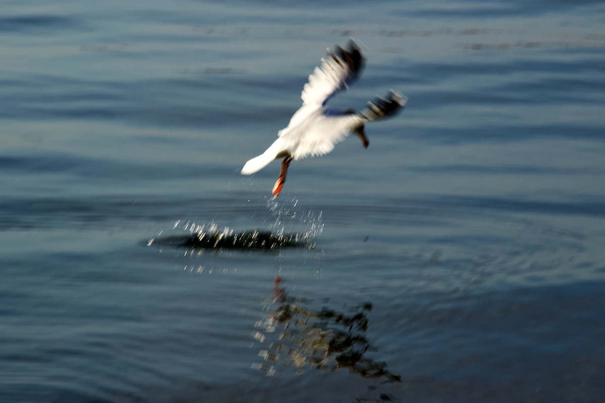 Seagull Fishing in Poole Harbour, Dorset