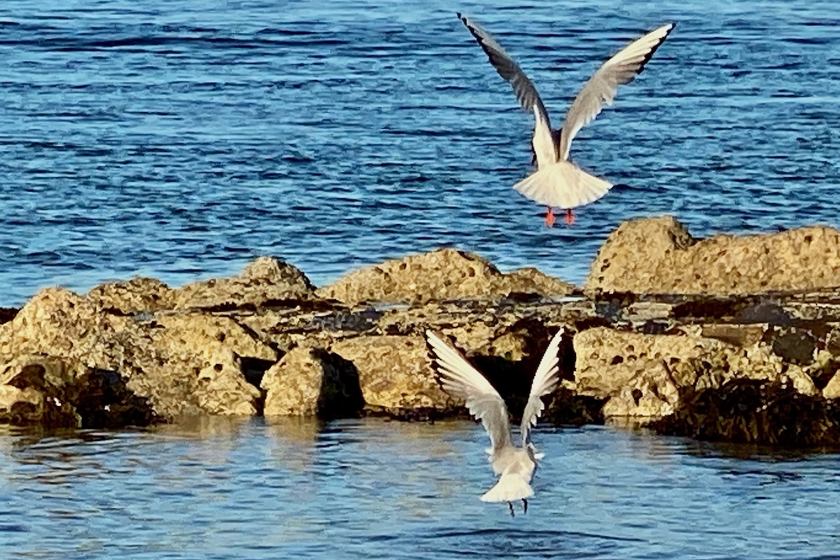 Seagulls Fishing in Poole Harbour, Dorset