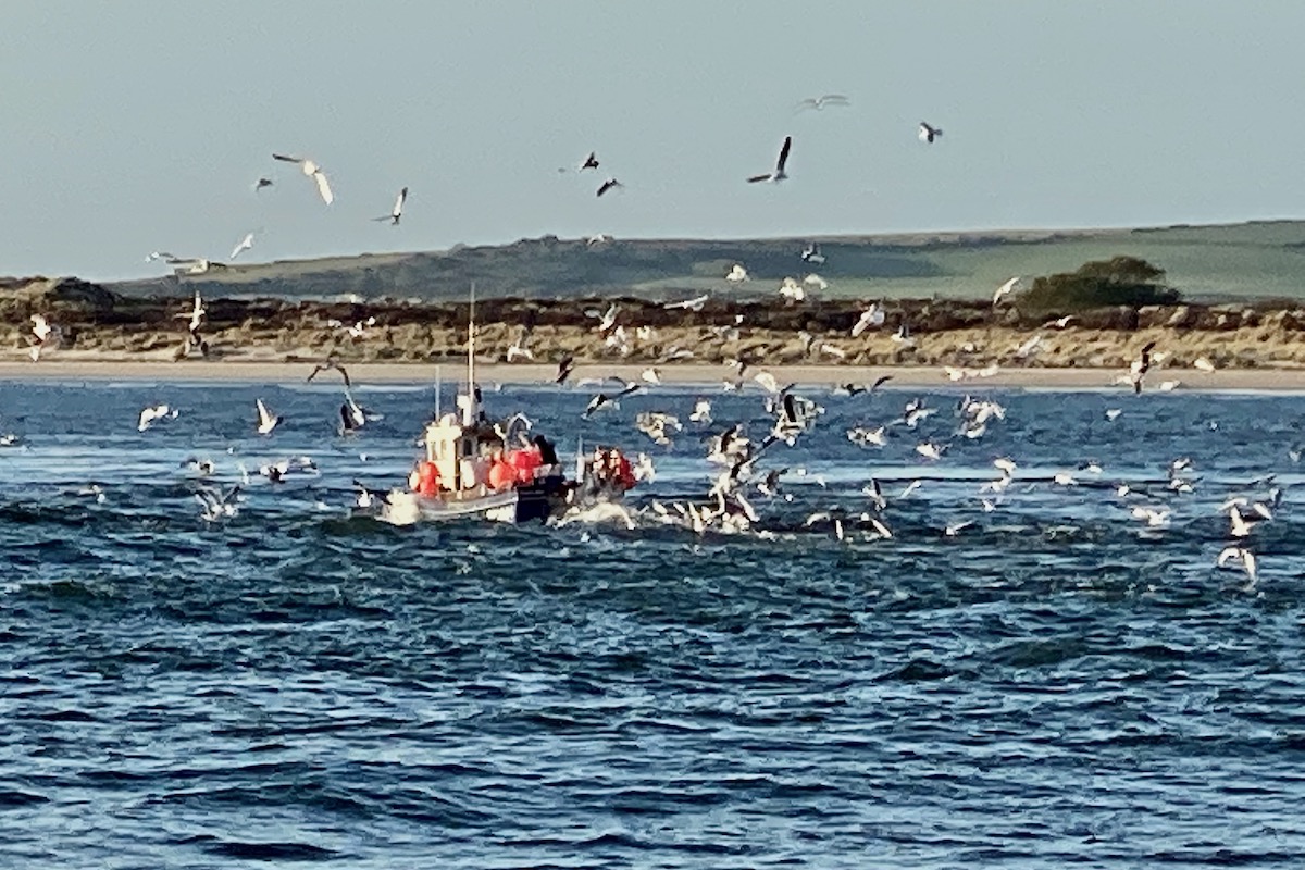 Seagulls Flocking Around a Fishing Boat Leaving Poole Harbour, Dorset  IMG 6887