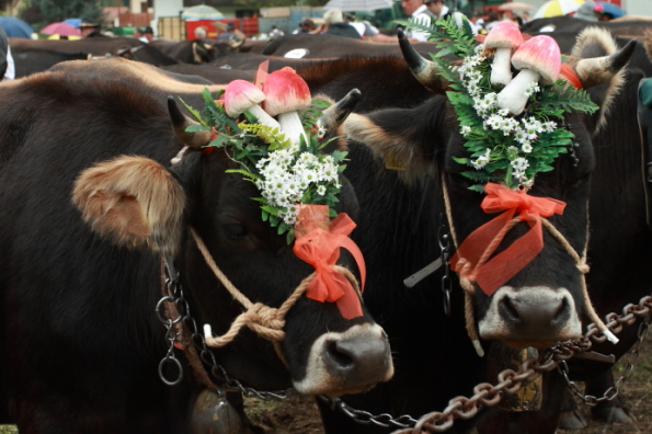 Cows decorated ready to parade