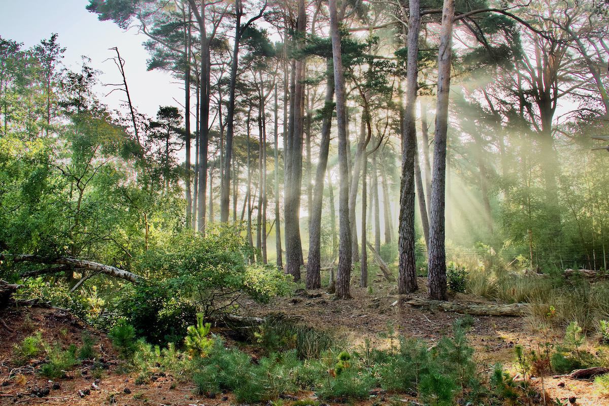 Shafts of Sunlight Filter Through the Trees on Brownsea Island, Dorset