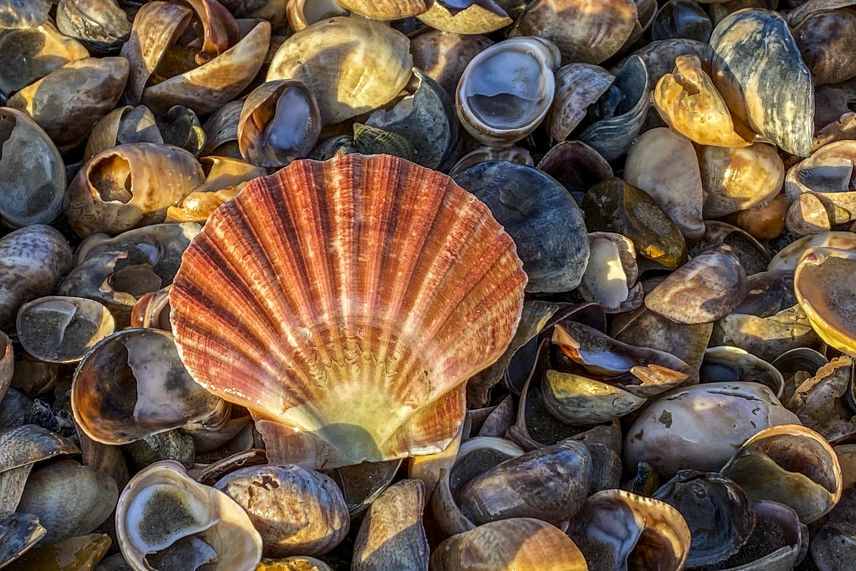 Shells on Sandbanks Beach in Dorset  4777