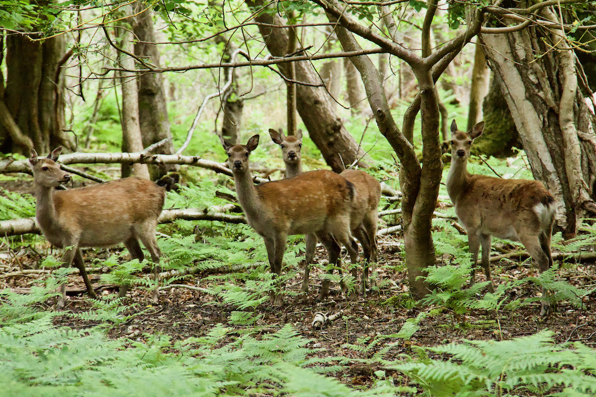 Sika Deer on Brownsea Island in Dorset