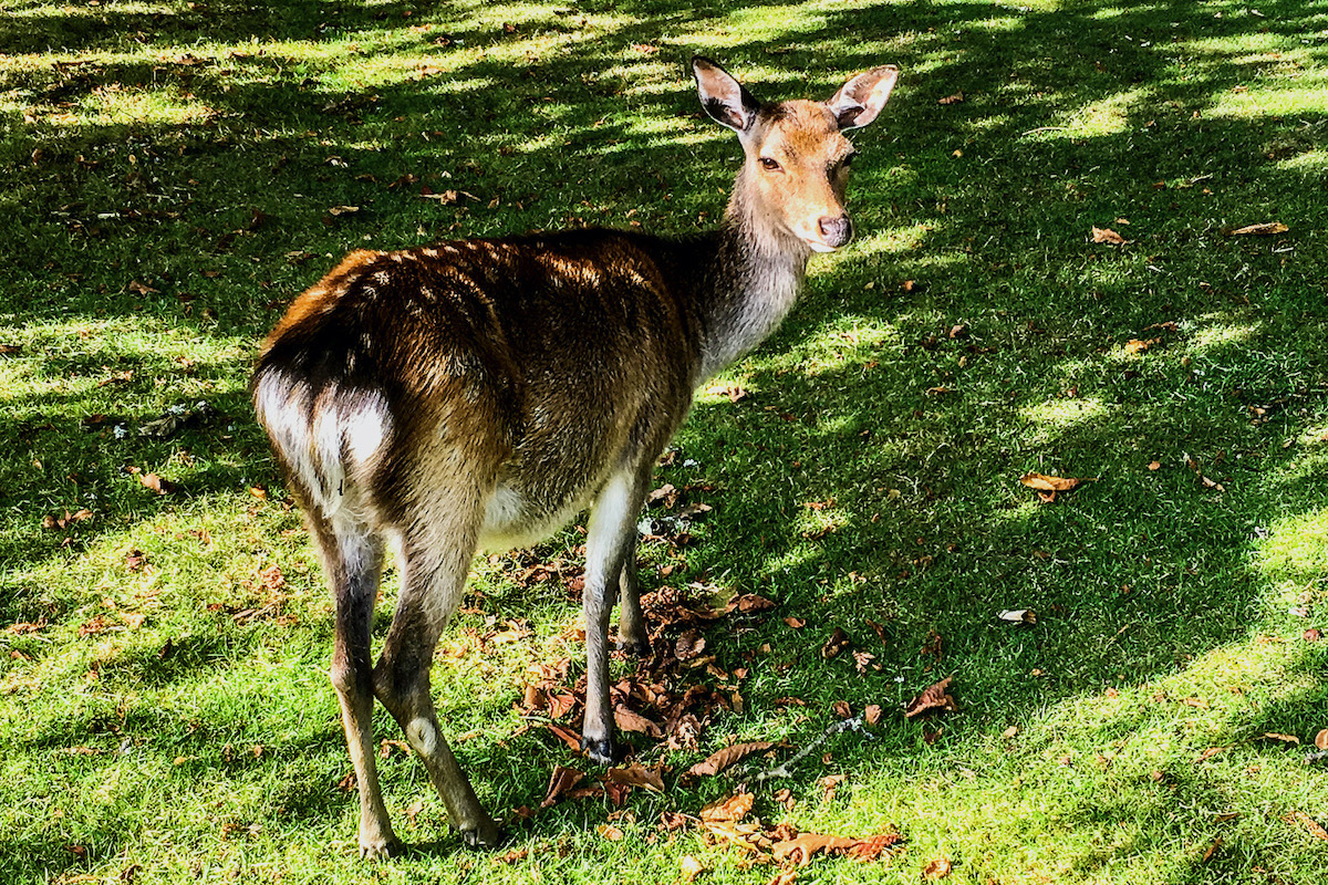 Sika deer on Brownsea Island