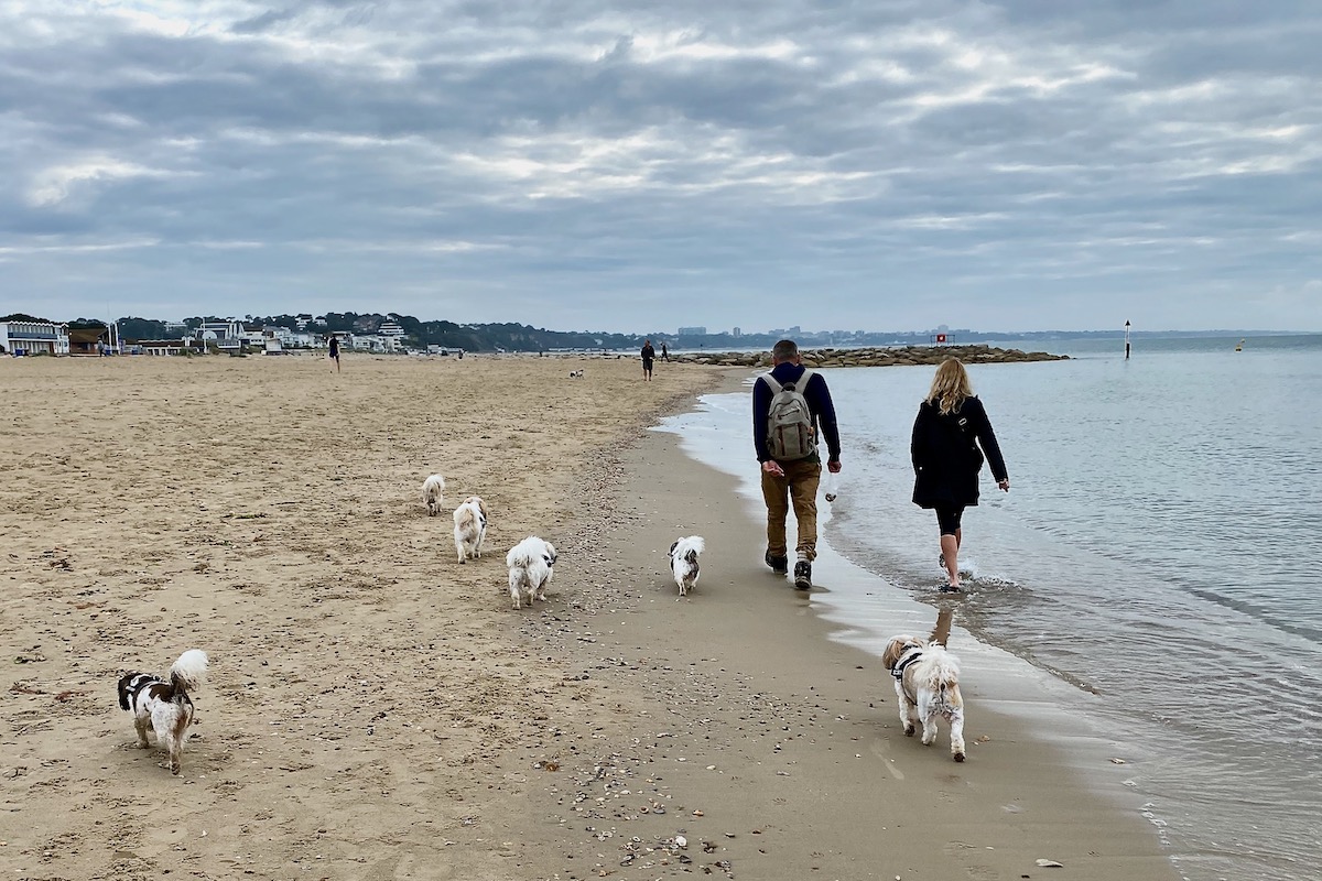 Six Shiatsus Walking With Their Owner on Sandbanks Beach