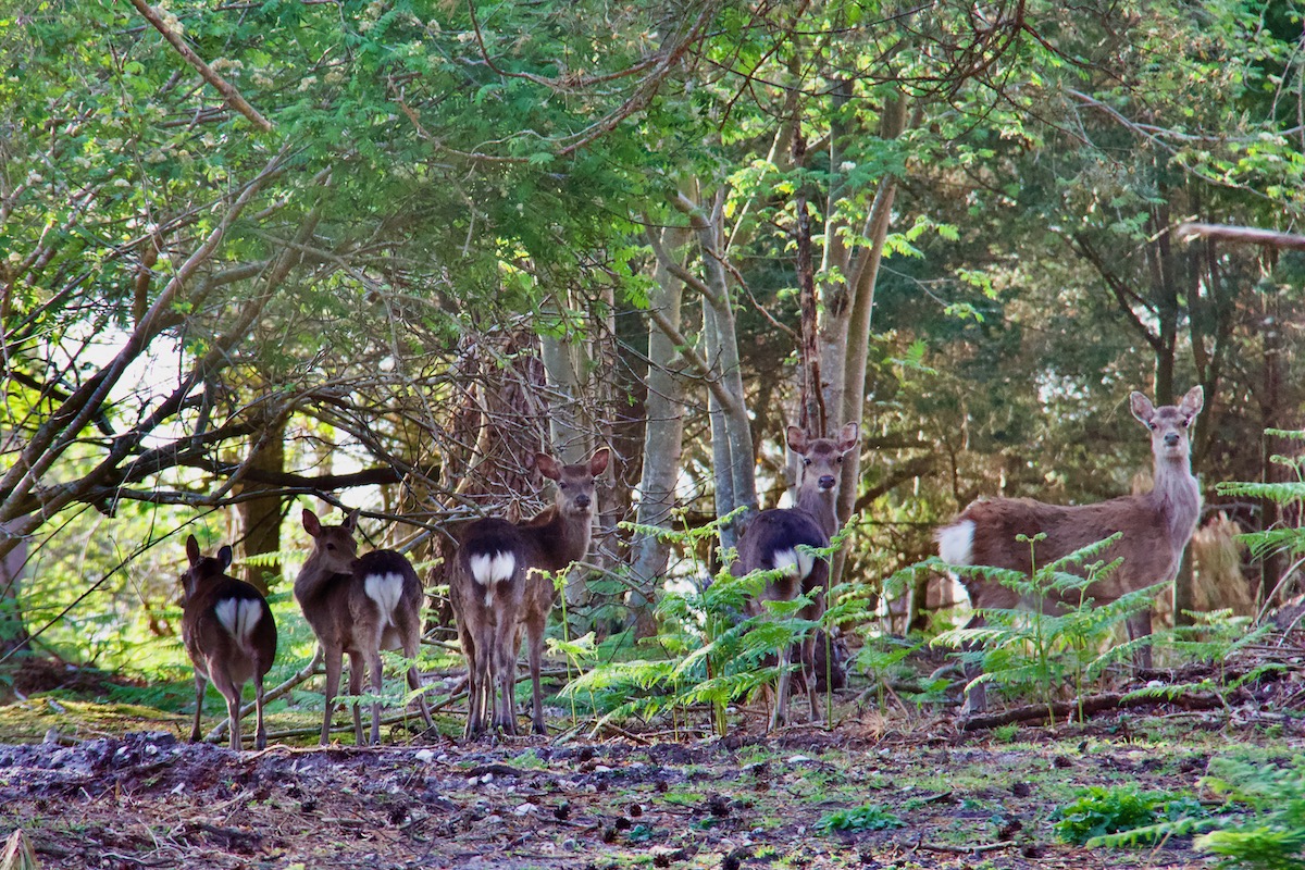 Skia Deer on Brownsea Island in Dorset