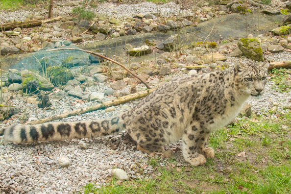Snow Leopard at Marwell Zoo in Hampshire
