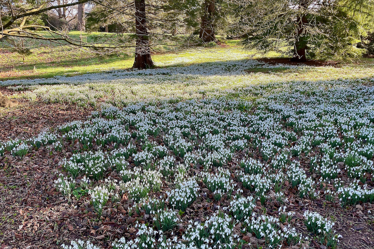 Snowdrops at Sir Harold Hillier Garden in Hampshire