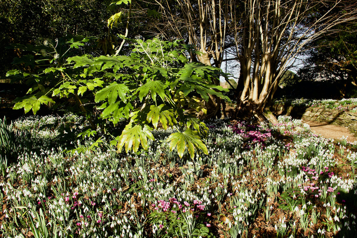 Snowdrops in The Fernery at Kingston Lacy in Dorset