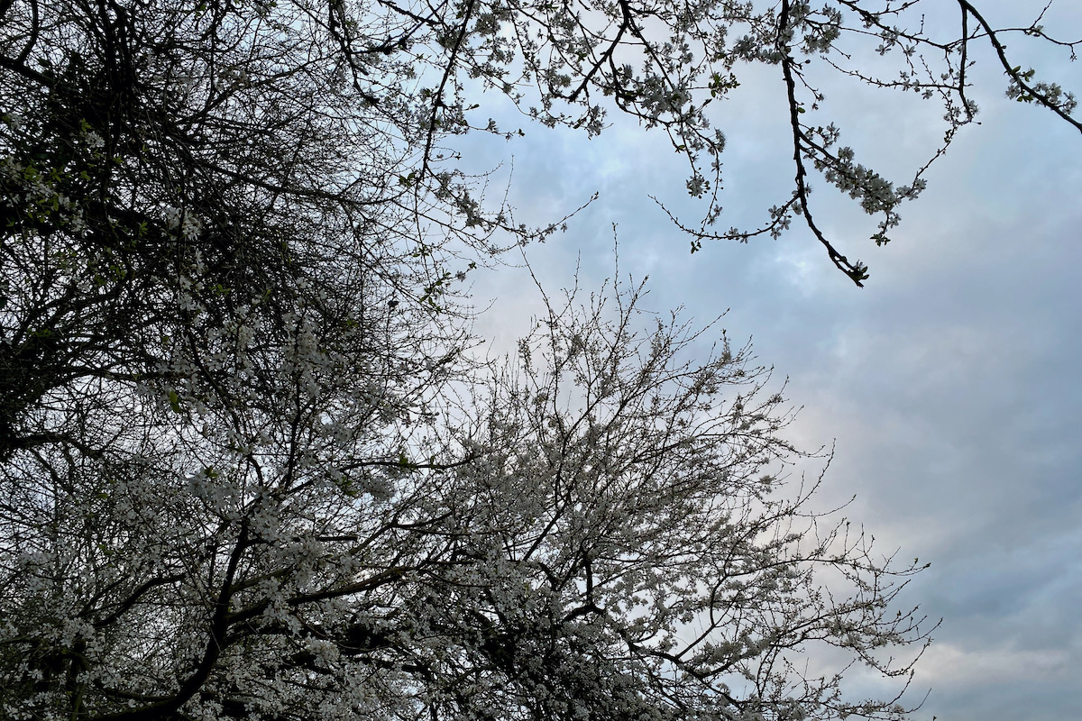Spring Blossom in Hertfordshire