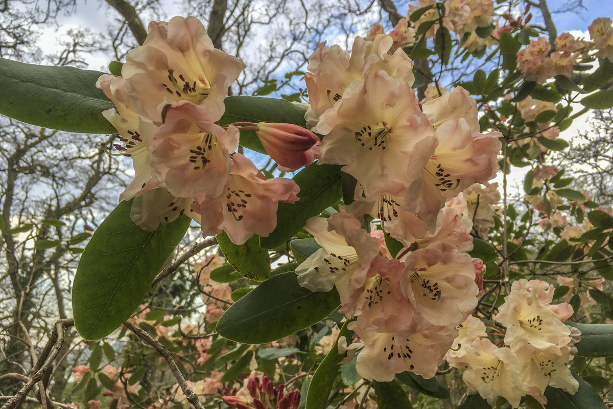 Spring Blossoms in Exbury Gardens  6140