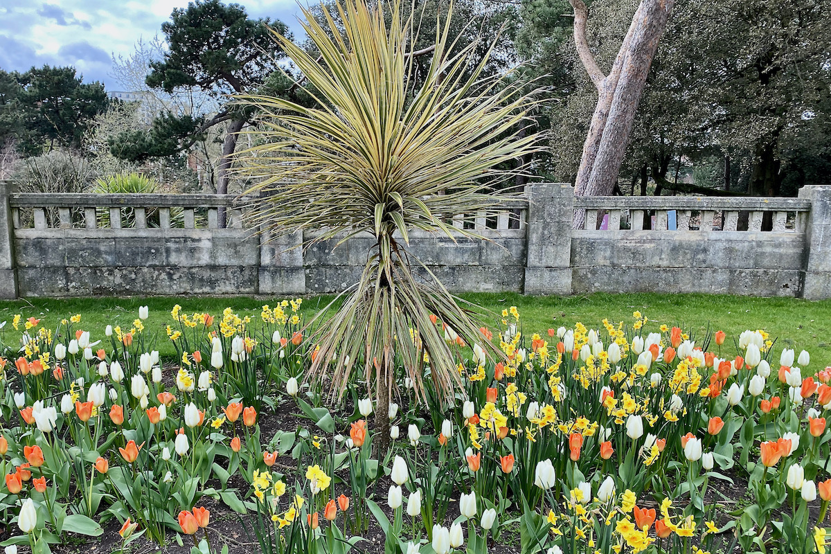 Spring Flowers in the centre of Bournemouth, Dorset
