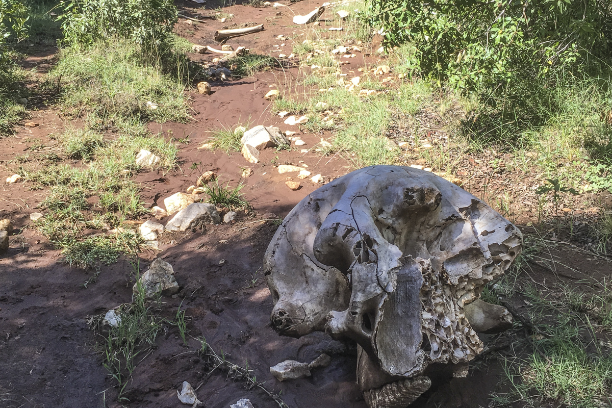 Stark reality of poaching in the Enonkishu Conservancy, Kenya  0215