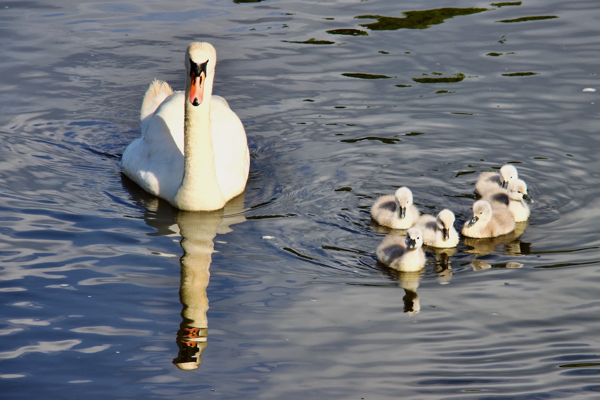 Swan and Cygnets on Beaulieu River in the New Forest, Hampshire