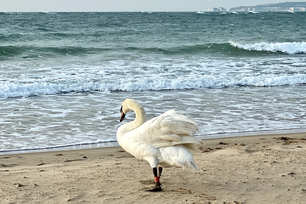 Swan Taking a Walk on Sandbanks Beach