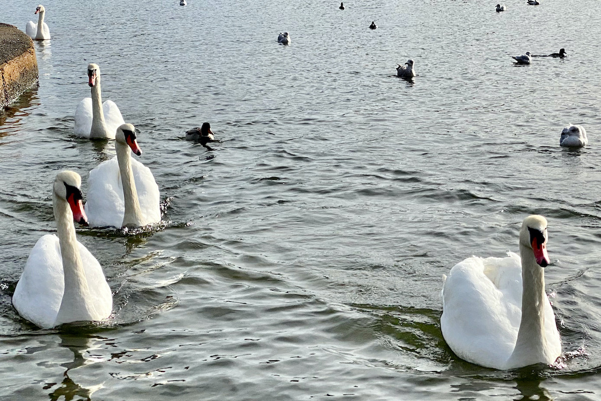 Swans in Poole Park, Dorset