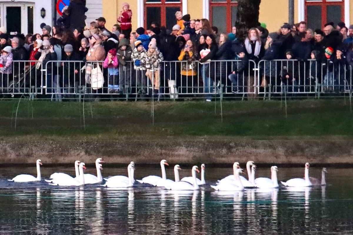 Swans Join the Crowds around Lake Lille Lungegårdsvann to Celebrate the Festival of Lights in Bergen, Norway