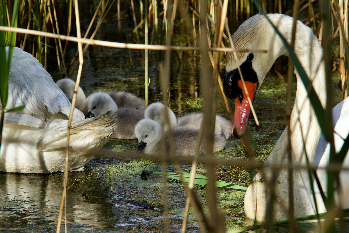 Swans with New Born Cygnets on Brownsea Island in Dorset