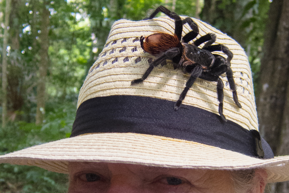 Tarantula on my hat at Yaxhá in Guatemala