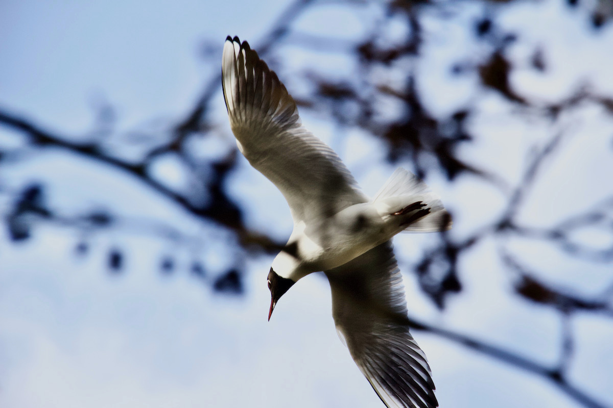 Tern in Flight in Poole Park, Dorset