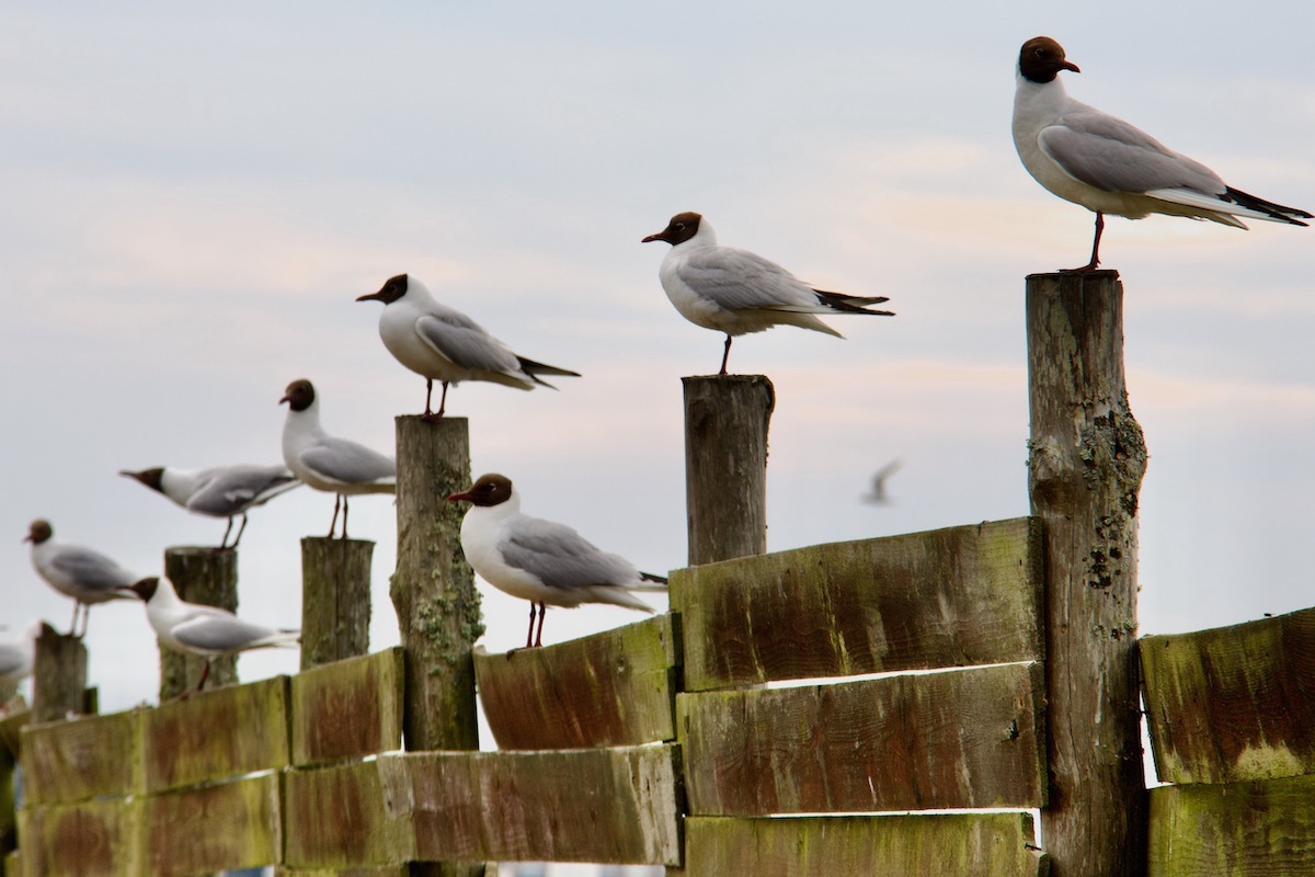 Terns Line the Path to Tern Island Hide on Brownsea Island in Dorset