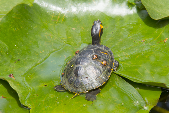 Terrapin in the pond in the botanical gardens in Lucca, Tuscany in Italy